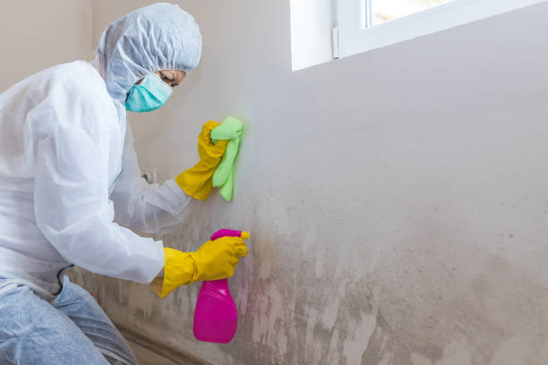 Best Attic Mold Removal  in Madisonville, LA